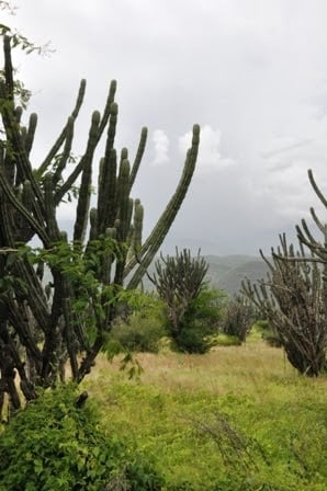 Cactus near San Vicente