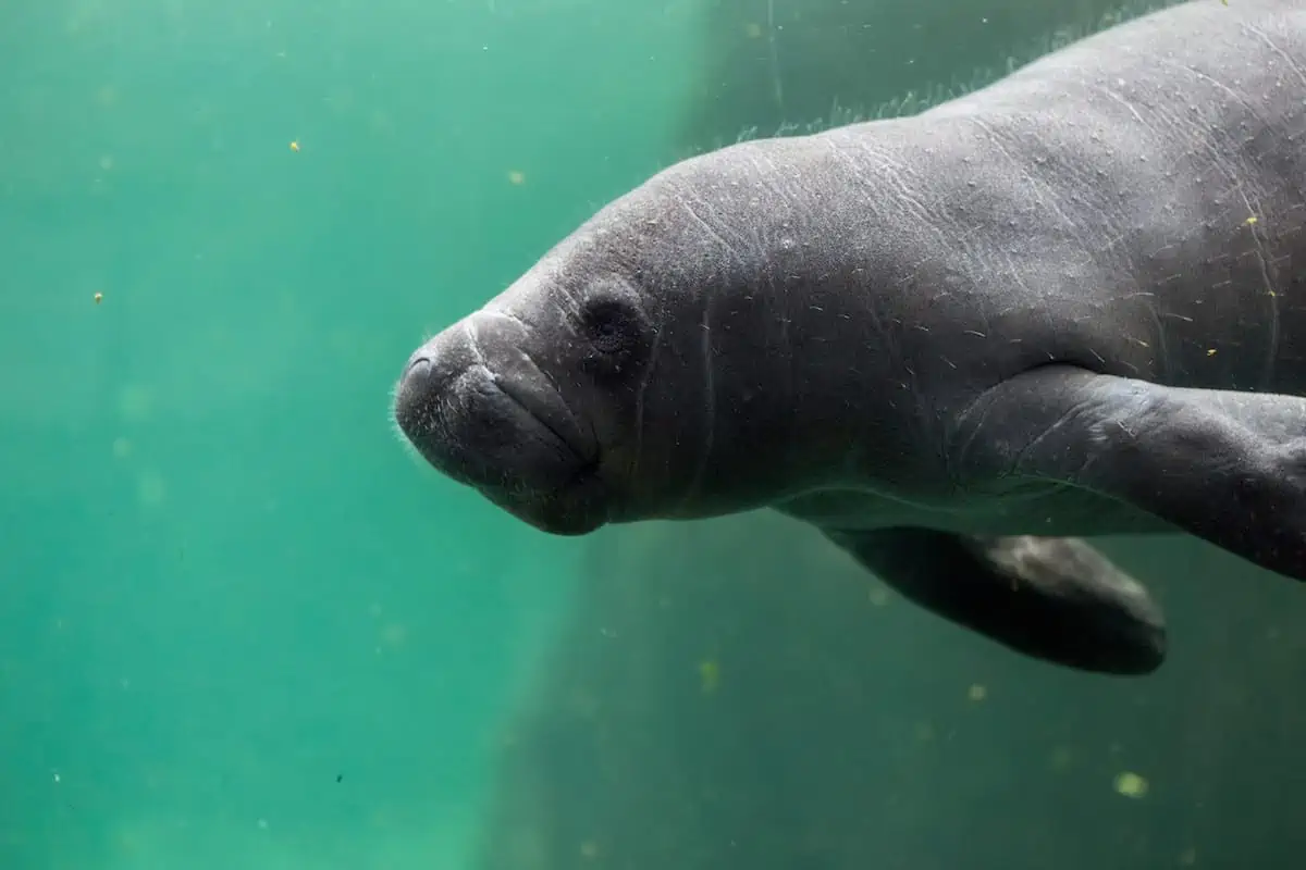 Close-up of a newborn manatee.