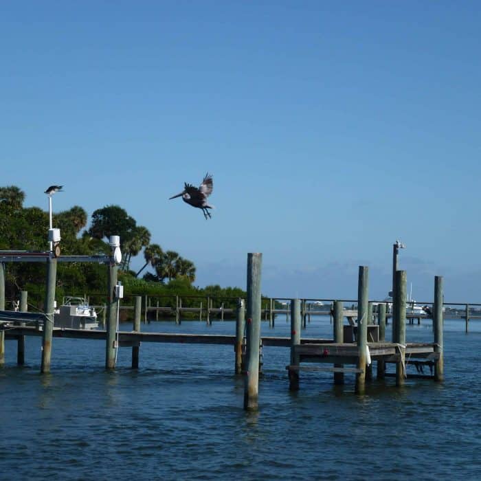 Pelicans in an estuary on the Indian River in Florida.