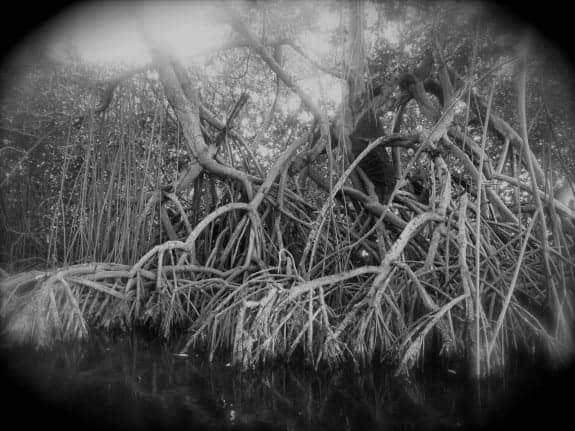 Mangroves at night on Manialtepec Lagoon Puerto Escondido Oaxaca 