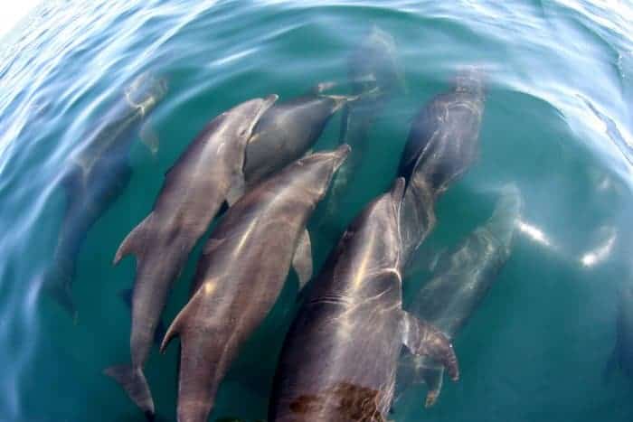 Dolphins seen on a tour with Deep Blue Dive in Puerto Escondido