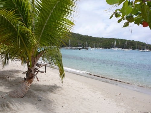 Beach with palm tree in Martinique. 