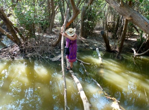 Mangrove lagoon at Barra de Navidad in Oaxaca, Mexico.