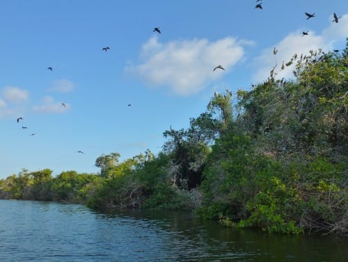 Mangroves in Laguna Palma Sola in Oaxaca, Mexico 