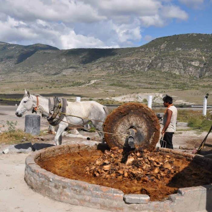 Mezcal production in Oaxaca