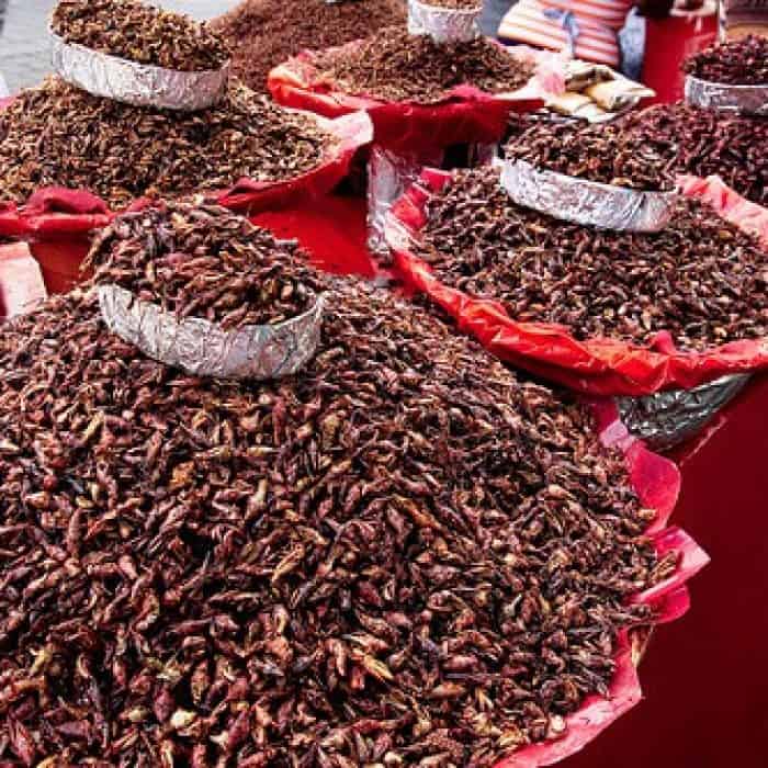 Toasted chapulines ( grasshoppers) in market in Oaxaca