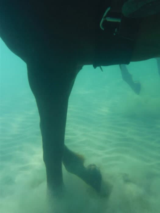 Horse underwater taken with Fujifilm XP70