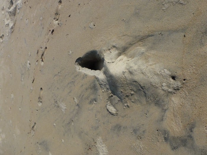 Turtle impression in sand at Santa Elena Beach 