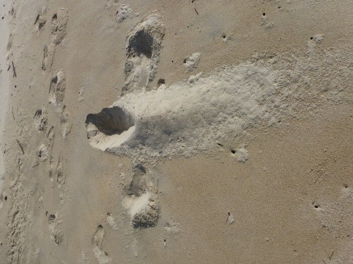 Impression of a nesting sea turtle in the sand 