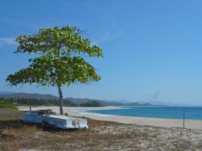 Almond tree at Roca Blnca beach near Puerto Escondido Mexico