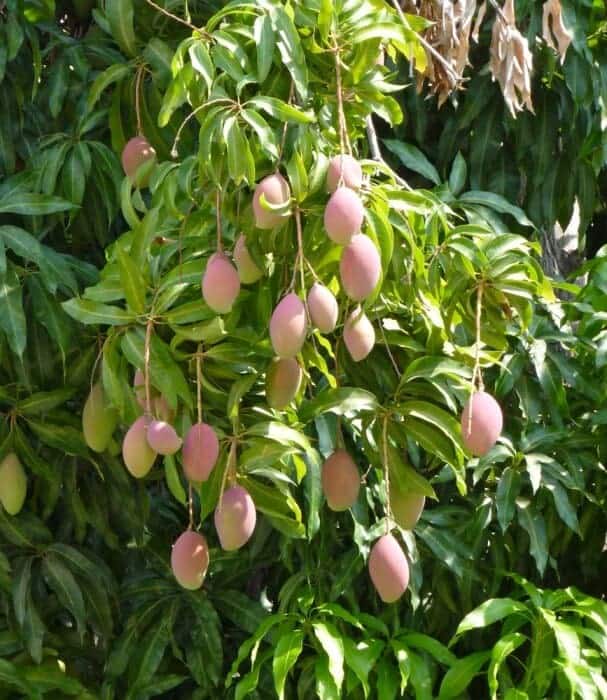 Mangos growing on a tree in Puerto Escondido