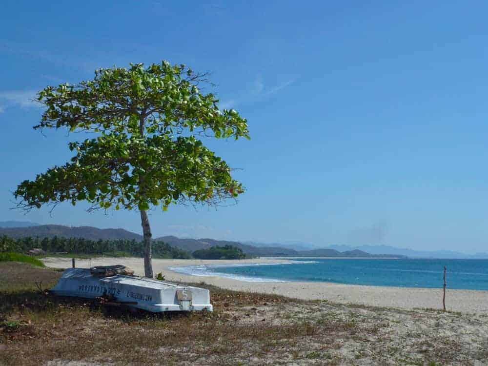 Almond tree at Roca Blanca beach, Oaxaca