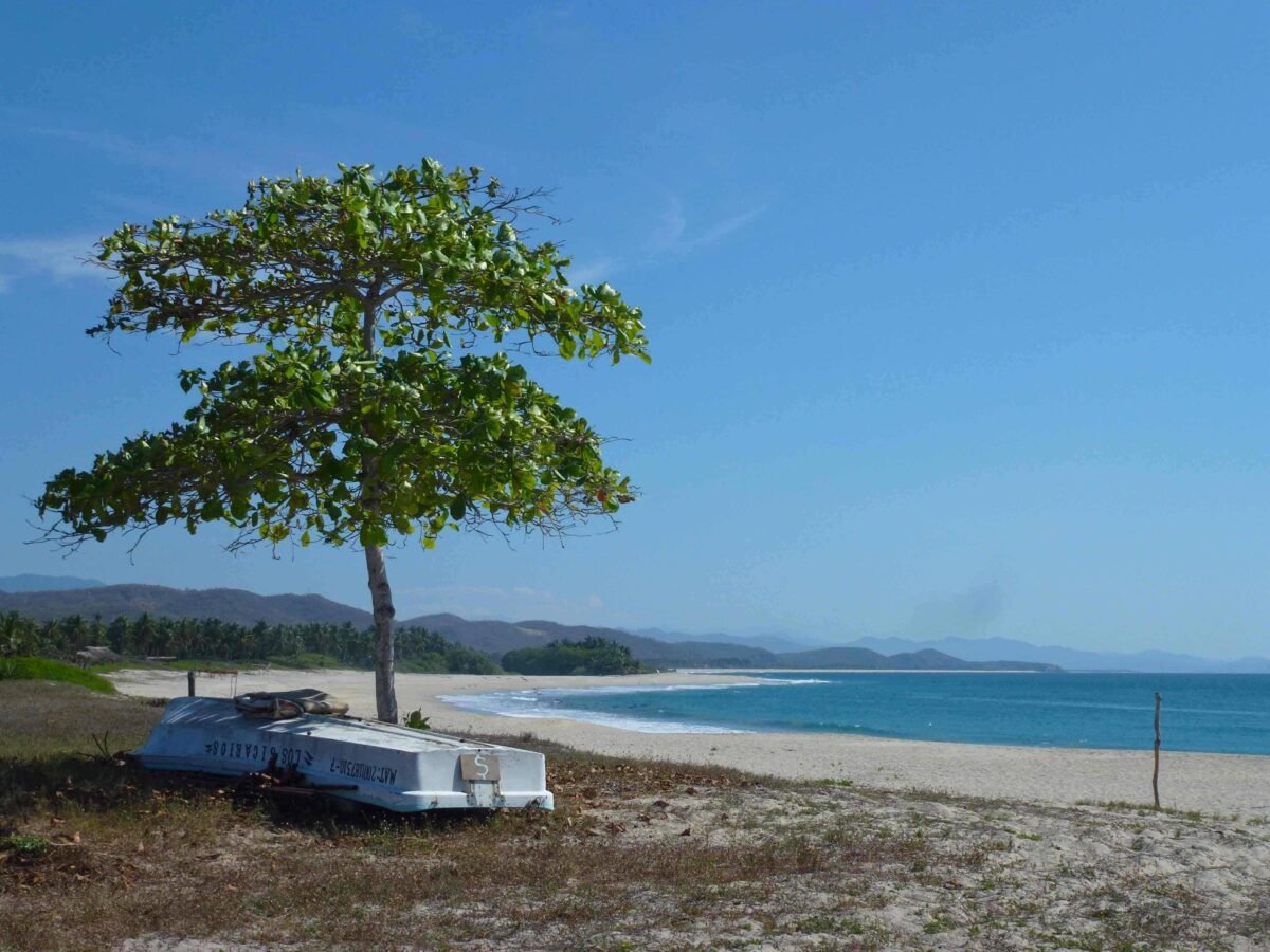 Almond tree at Playa Roca Blanca, el Cacalote, Oaxaca.