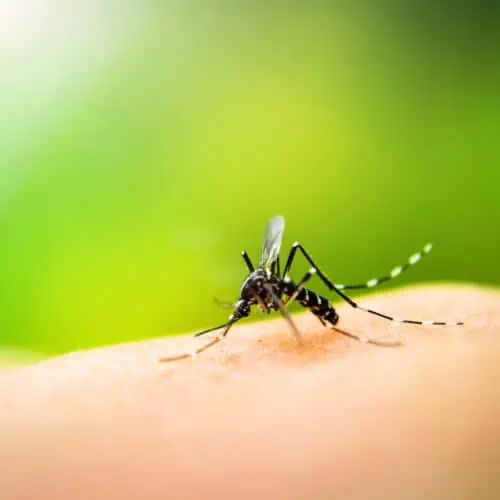 Close-up of a mosquito biting a person..