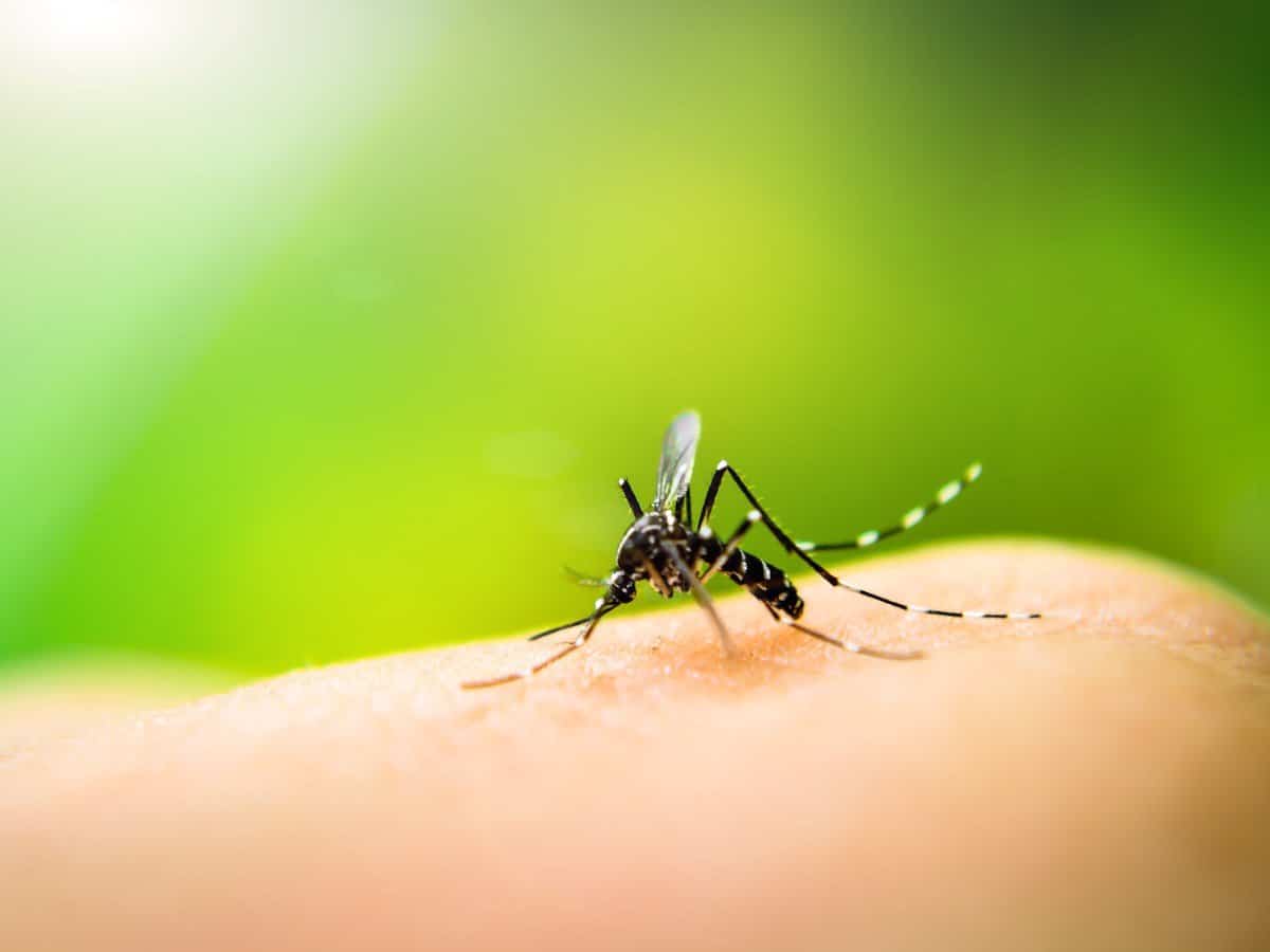 Close-up of a mosquito biting a person.. 