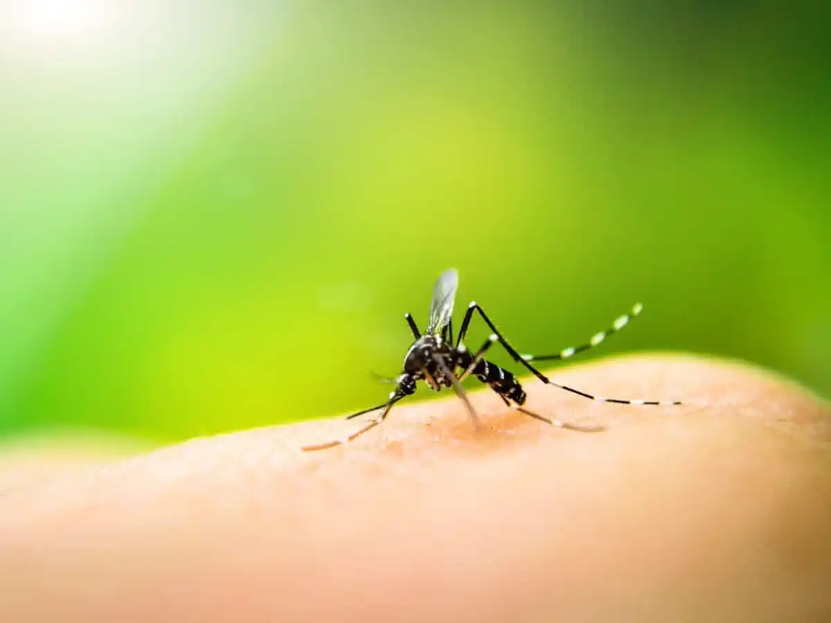 Close-up of a mosquito biting a person.. 