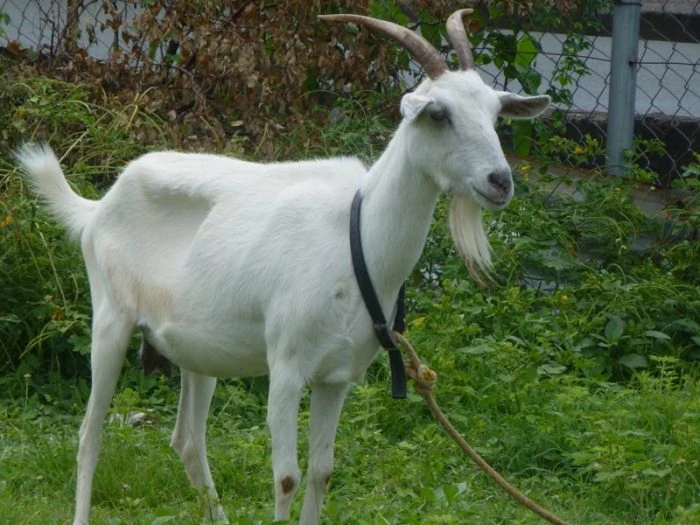 Goat racing in Tobago