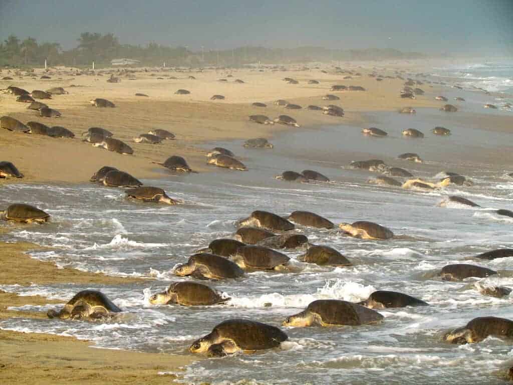 A sea turtle Arribada or mass nesting in Oaxaca Mexico (Photo credit: WildCoast)