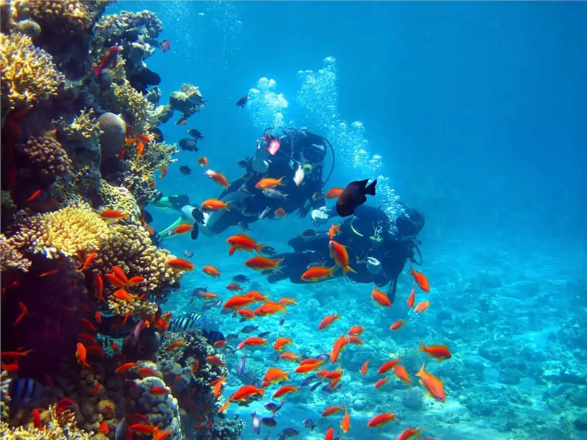 Two scuba divers among fish.