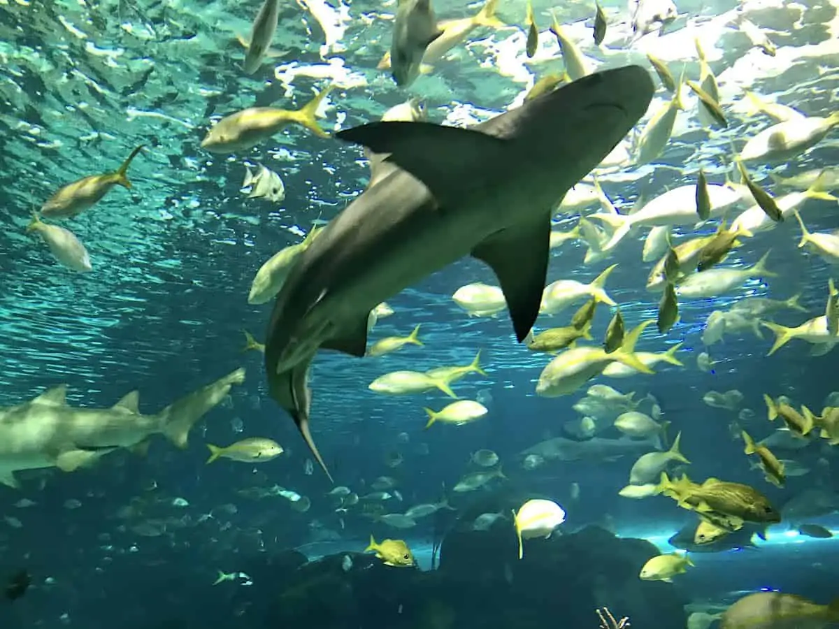 View of shark in Ripley's Aquarium on a Toronto itinerary.