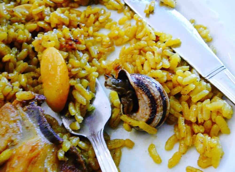 A close-up of authentic Paella Valenciana with snails and rabbit. 