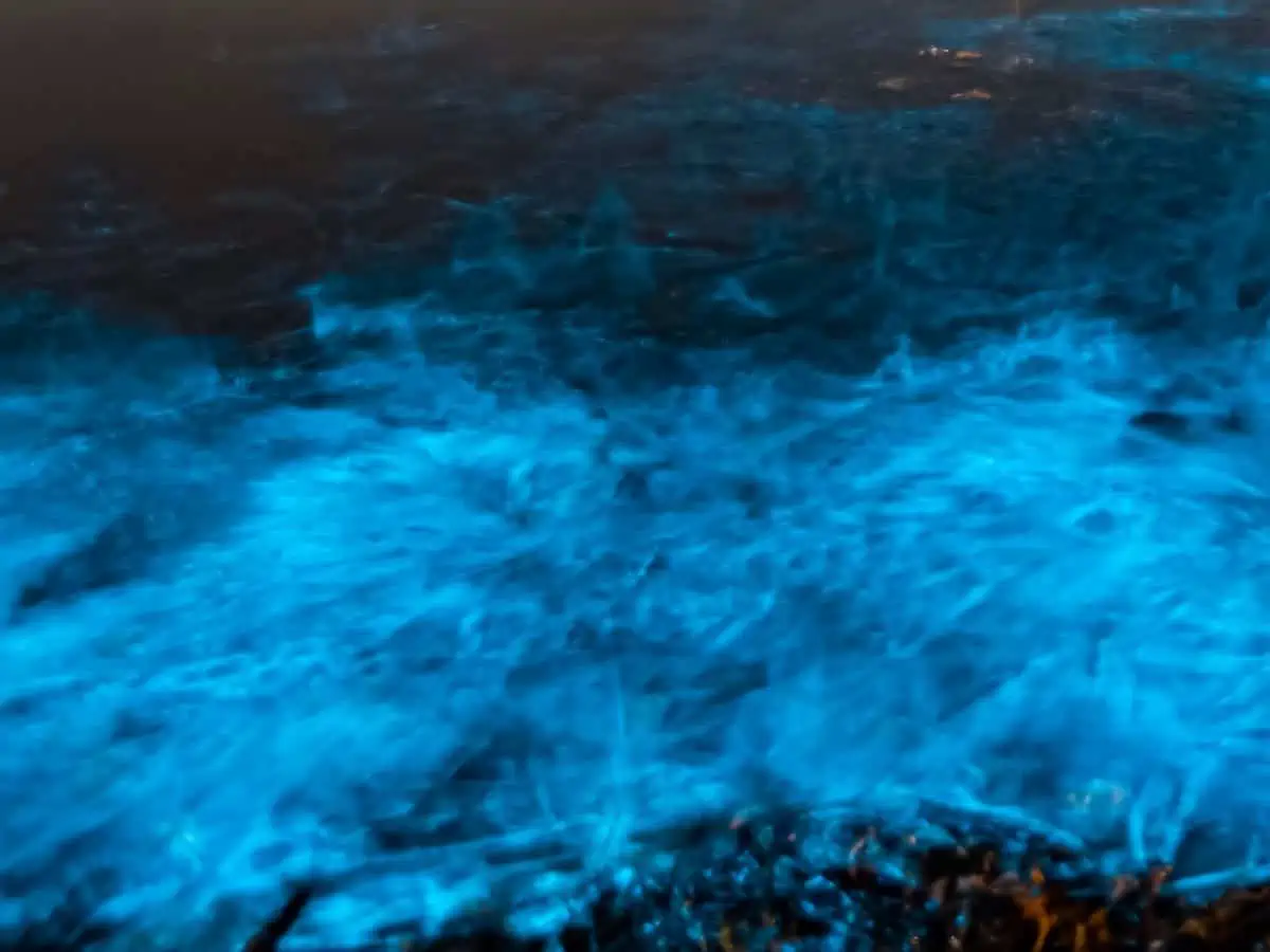 Bioluminescence in a lagoon at night.