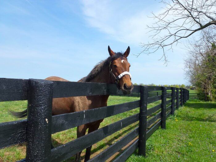 Horse at Three Chimneys Farm in Lexington Kentucky. 