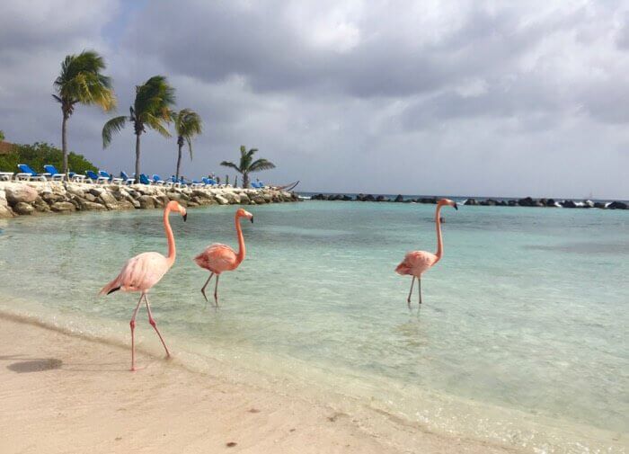 Flamingos at Renaissance Aruba Private Island