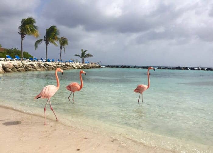 Flamingos at Renaissance Aruba Private Island