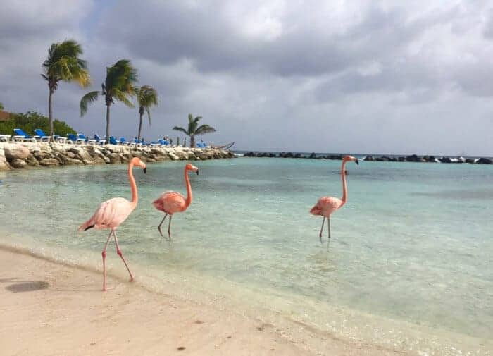 Renaissance Wind Creek Aruba Stock Photos - Free & Royalty-Free