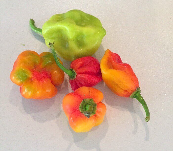 Madame Jeanette peppers are a type of hot pepper from Suriname that are popular in Aruba