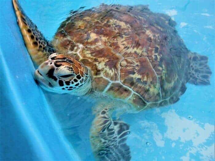 Rinnie at Fitzroy Sea Turtle Rehab Center