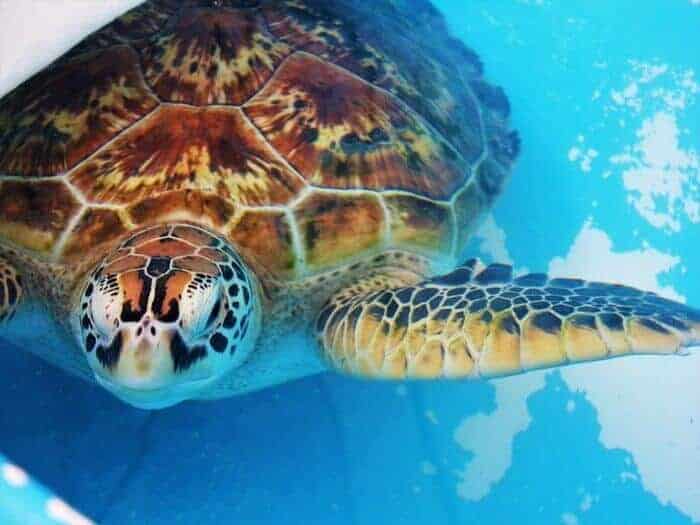 Cairns and Fitzroy Sea Turtle Rehab Centers