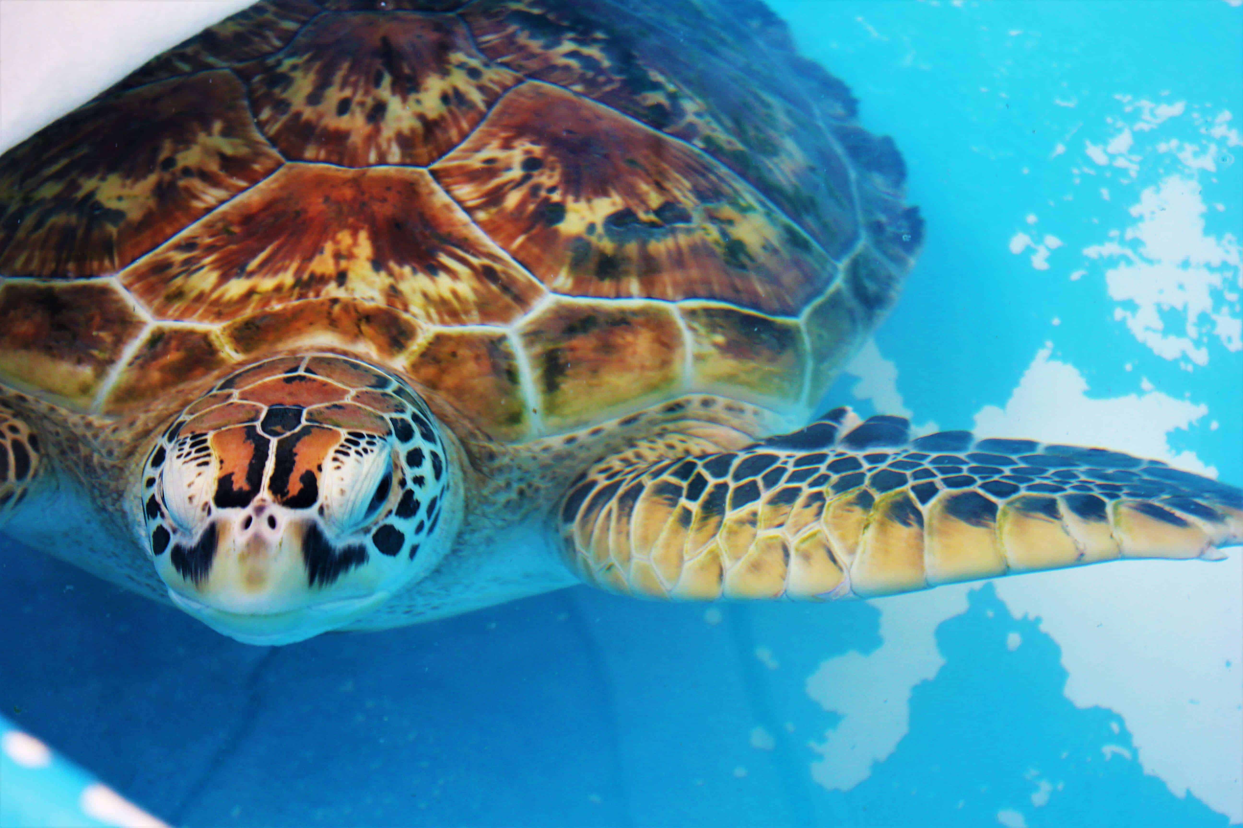 Sea turtle Fitzroy Island Australia