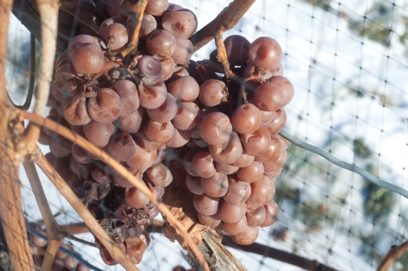 Frozen grapes on a vine in Niagara, Ontario. 