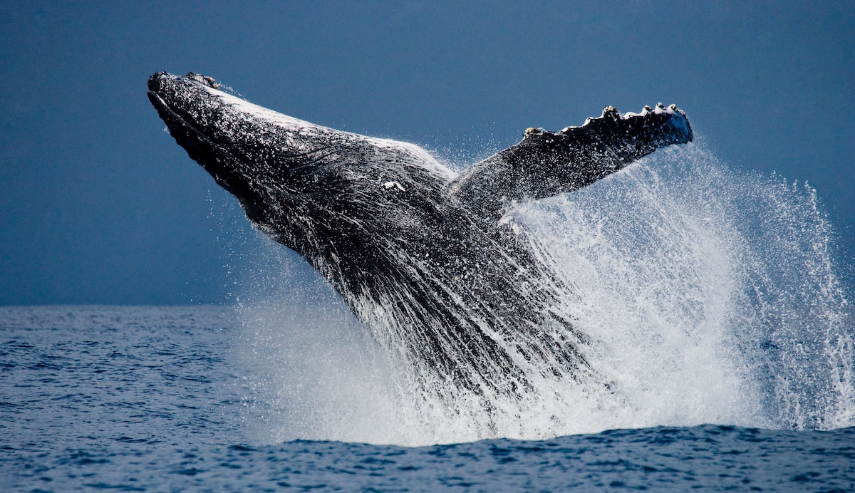 One of the top things to do in Puerto Escondido is to go whale watching and see humpback whales breeching and migrating south.