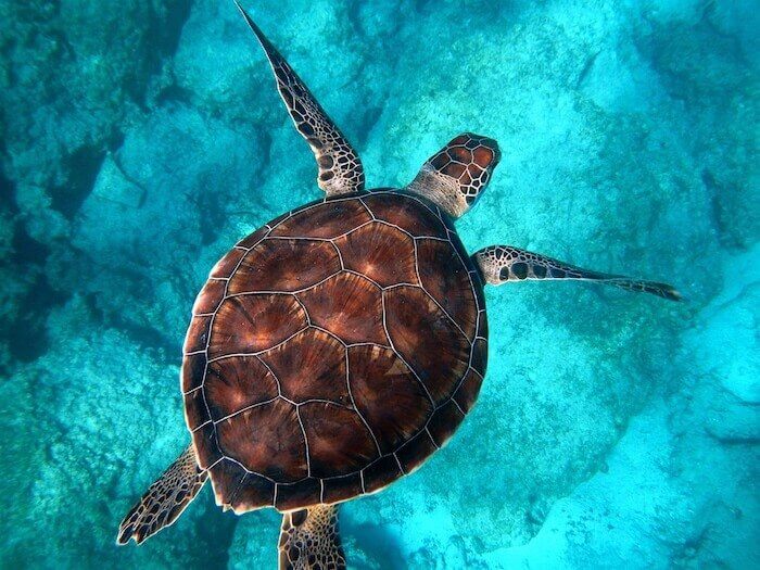 Sea Turtle Photo by Randall Ruiz on Unsplash
