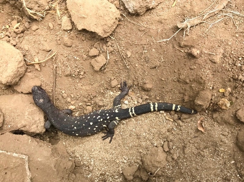 Heloderma horridum charlesbogerti lizard on sandy soil in Zacapa, Guatemala.