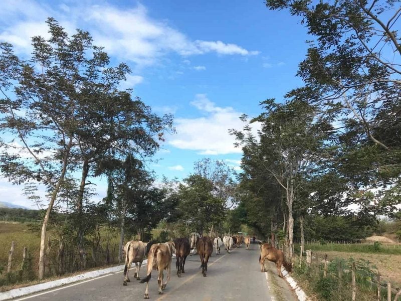 cows in Zacapa Guatemala