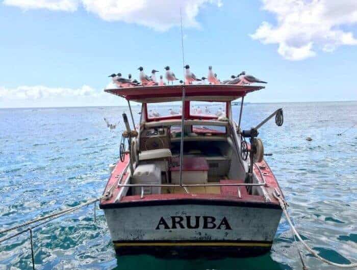 Seagulls waiting for lunch at Zeerover Restaurant Aruba