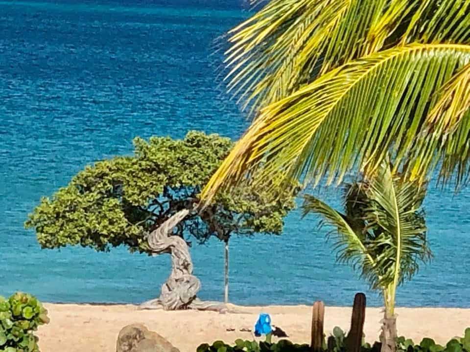 Watapana trees in Aruba.
