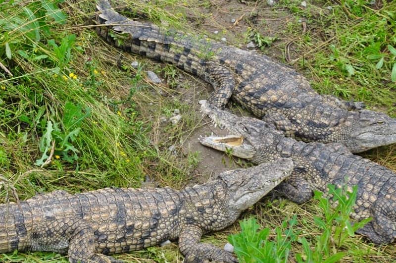 Crocodiles at Indian River Reptile Zoo