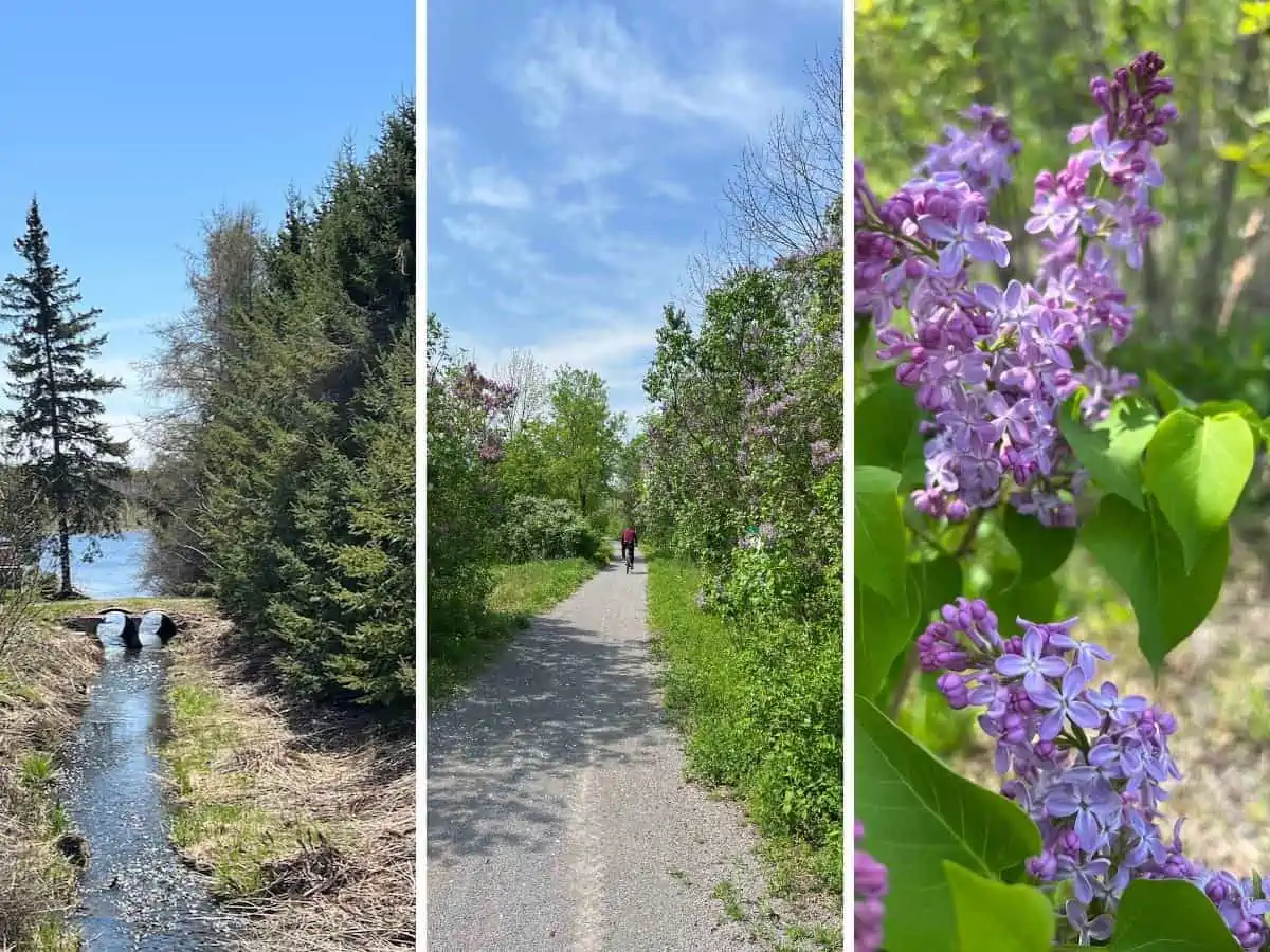 Collage of the Lang Hastings Rail Trail with a cyclist, view of Rice Lake and lilacs. ing trail.