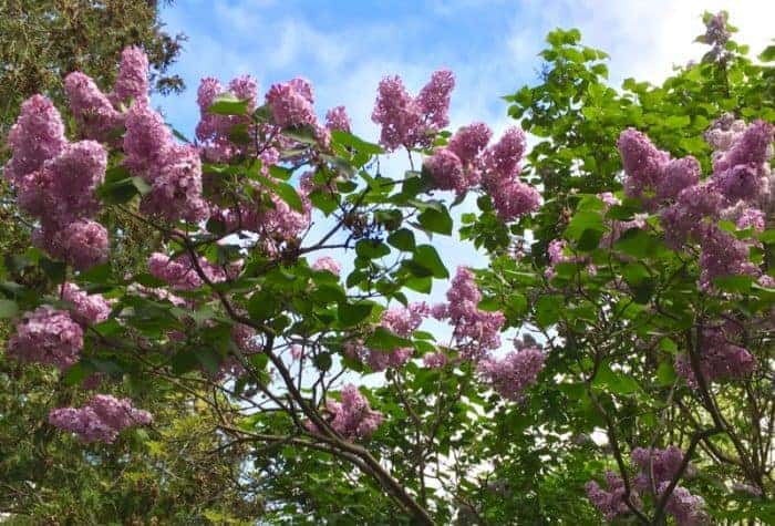 Lilacs in Lindsay Ontario