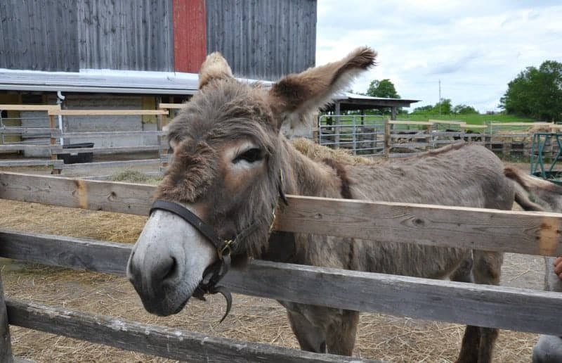 PrimRose Donkey Sanctuary near Roseneath Ontario