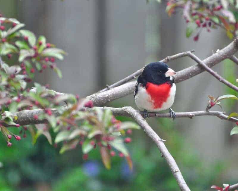 a rose-breasted grosbeak in Peterborough and the Kawarthas