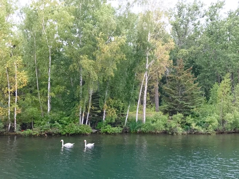 Two swans swimming near Toronto Islands in summer. 