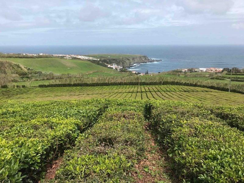 A tea plantation on Sao Miguel Azores