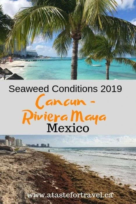 Seaweed in Cancun 2019