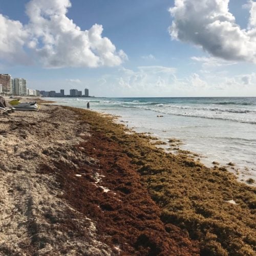 Sargassum seaweed in Cancun 2018